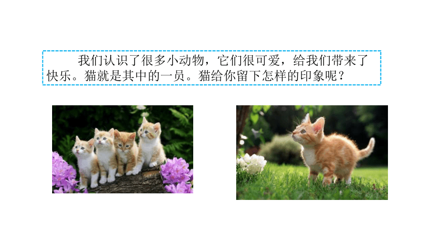 猫PPT课件，探索猫的神秘魅力与多彩生活，猫PPT课件，揭秘猫的神秘魅力与缤纷生活