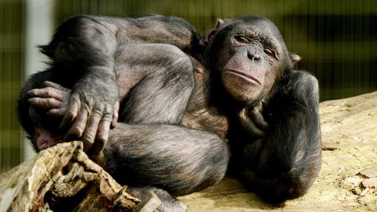 猩猩的生理特征与睾丸,探索生物学中的奥秘,猩猩睾丸生物学,探索生理特征与生物学奥秘