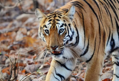 四大老虎,历史与文化的象征,四大老虎,历史文化的象征标签