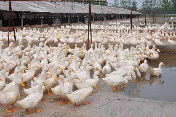 合作模式介绍,共创共赢的新时代策略,共创共赢新时代,合作模式介绍与策略探讨