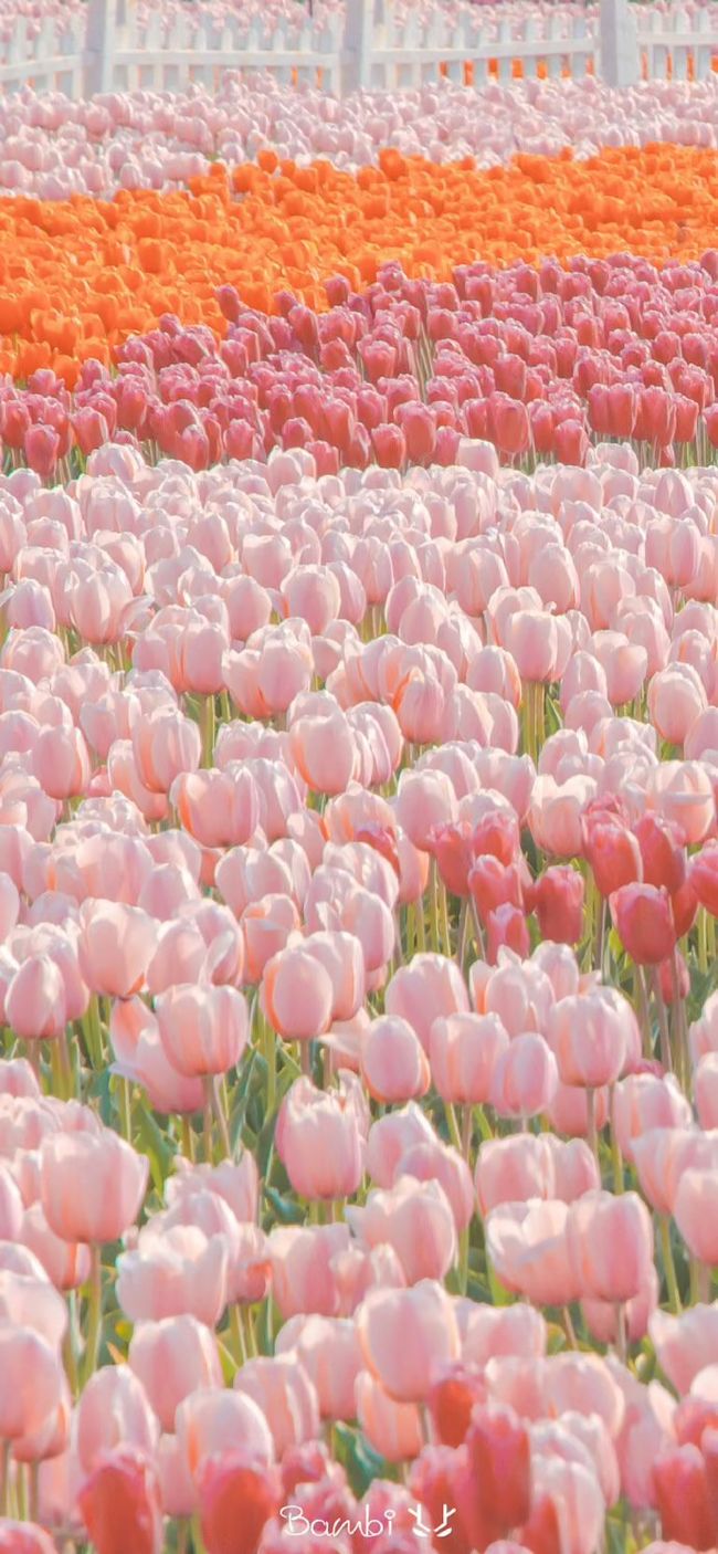 刘伯温期期精选一肖三肖,揭秘预测背后的故事与智慧,刘伯温期期精选生肖预测,揭秘背后的故事与智慧,一肖三肖全解析