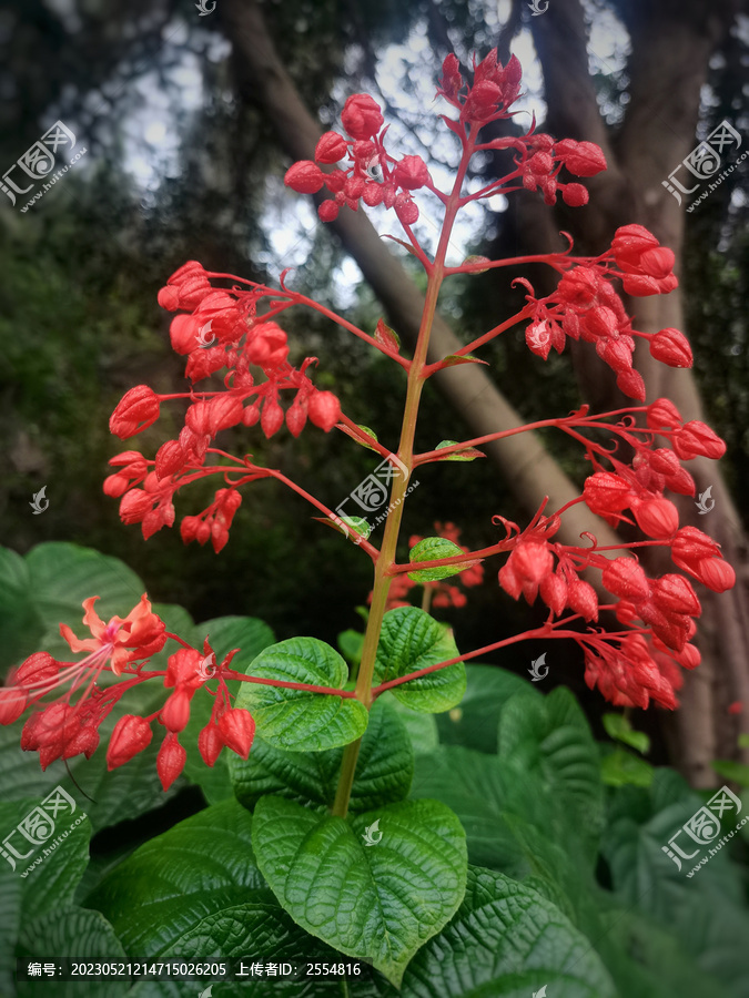 状元红资料免费大全，探索与分享，状元红资料大全，探索与分享的免费宝库