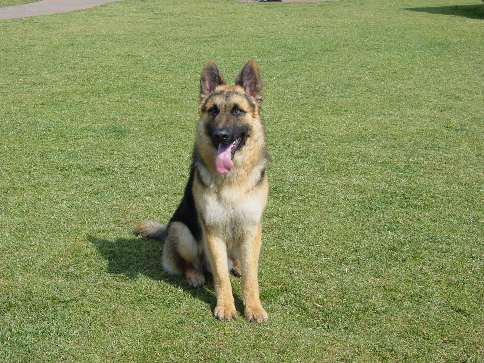 军犬训练，培养忠诚与能力的卓越之路，军犬训练，培育忠诚与能力的卓越之路