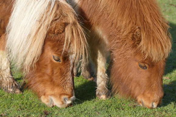 王中王四不像平一肖,探索神秘文化符号的魅力,探索神秘文化符号魅力,王中王四不像平一肖