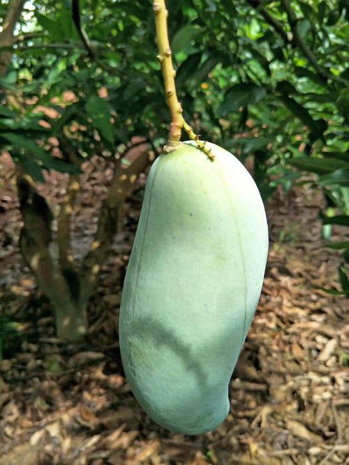 正版王中王一肖8码中特，探索真实与虚幻的交汇点，正版王中王一肖8码中特，真实与虚幻的交汇探索