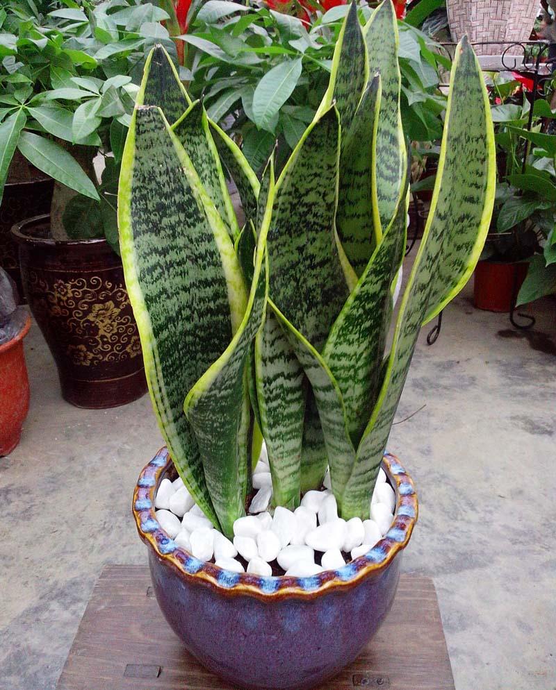 舞蹈雄赳赳气昂昂,力与美的完美结合,力与美完美结合,雄赳赳舞蹈展现风采