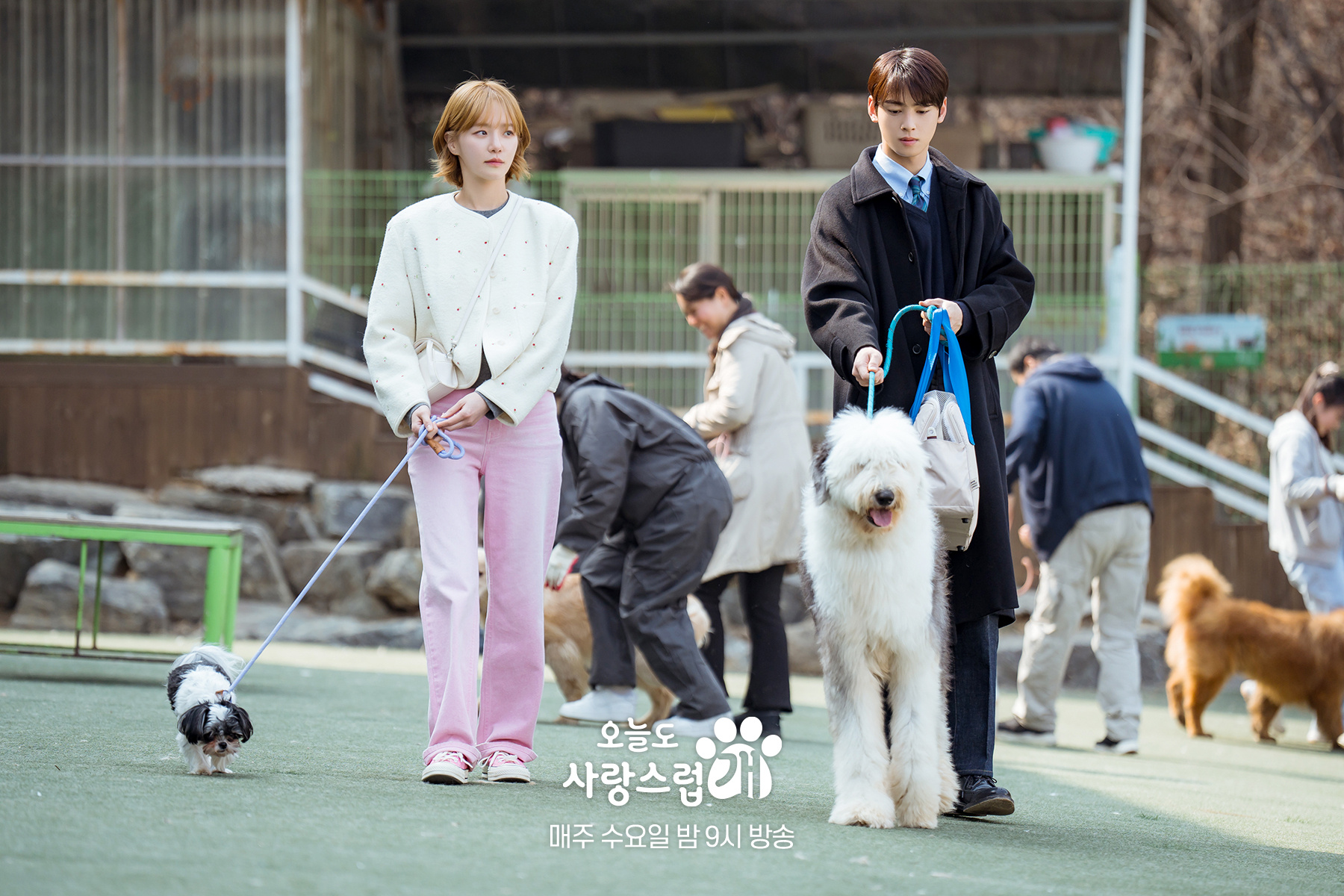 今天也很可爱的狗,韩剧的魅力与免费观看体验,韩剧魅力与萌犬相伴,免费观看体验的魅力