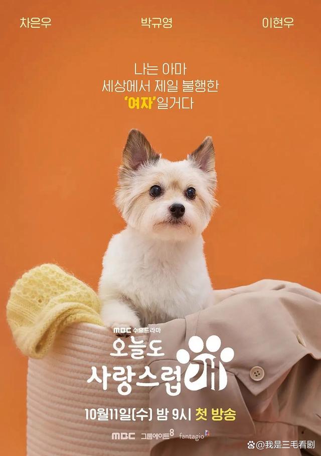 今天也很可爱的狗,韩剧的魅力与免费观看体验,韩剧魅力与萌犬相伴,免费观看体验的魅力