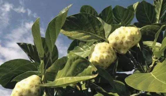 台湾的世界排名,多元综合实力的展现,台湾多元综合实力展现,全球排名解析