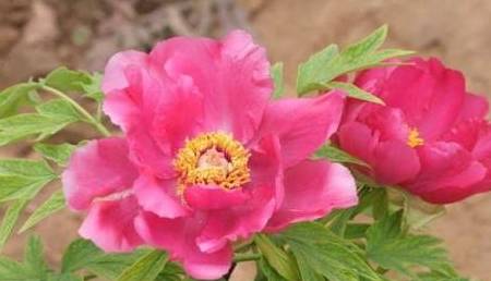 刘伯温三生肖选一肖,神秘预言背后的故事,刘伯温三生肖预言揭秘,揭秘神秘预言背后的故事