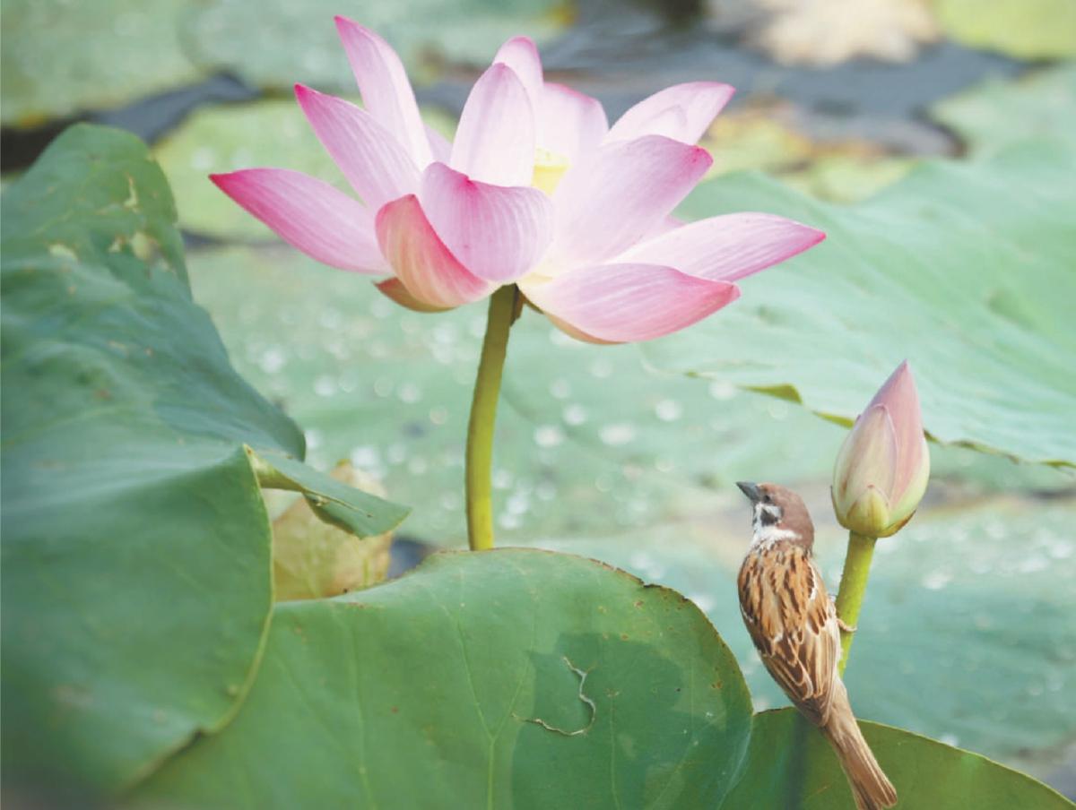 今天是夏至吗？探寻夏至的意义与魅力，夏至探寻，意义与魅力的揭晓