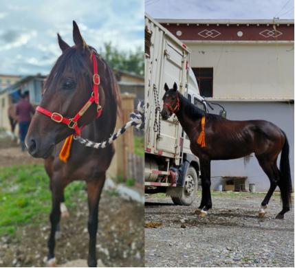 最贵的无人机,价格与价值并存的高端科技产品,高端科技产品,最昂贵的无人机——价格与价值并存的首选之选