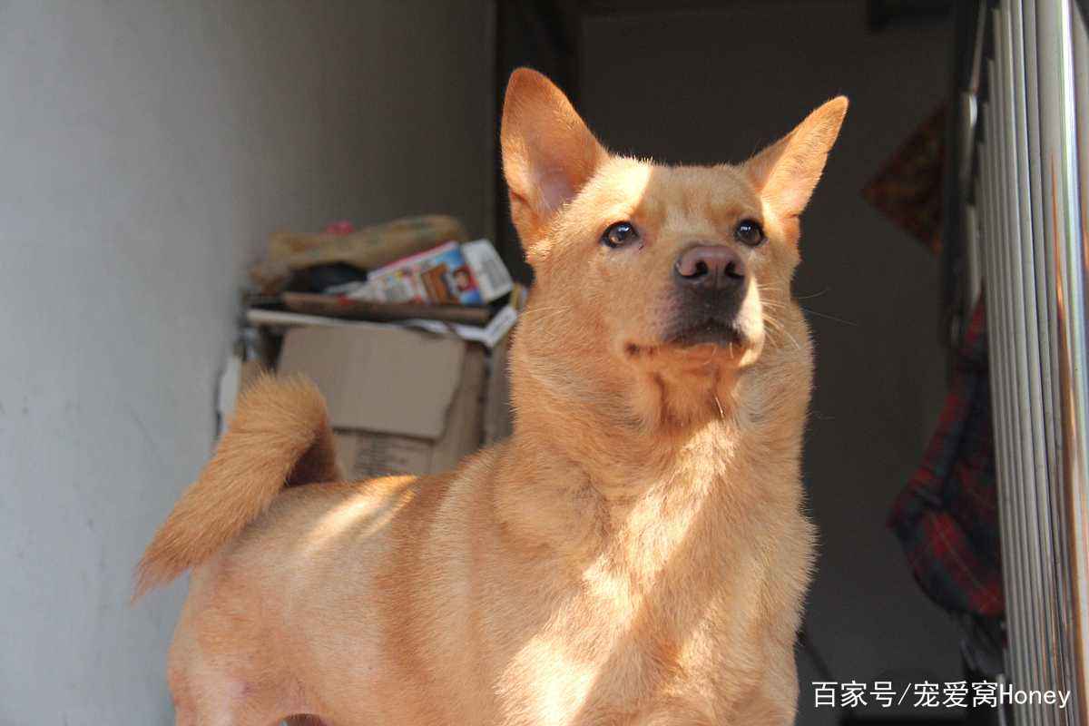 澳门一码一肖一待一中四不像,探索与解读,澳门神秘现象,一码一肖一待一中四不像的解读与探索