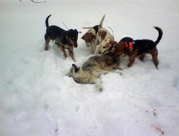 猎人训练,磨砺意志,锻造技艺,猎人训练,磨砺意志,锻造技艺之巅