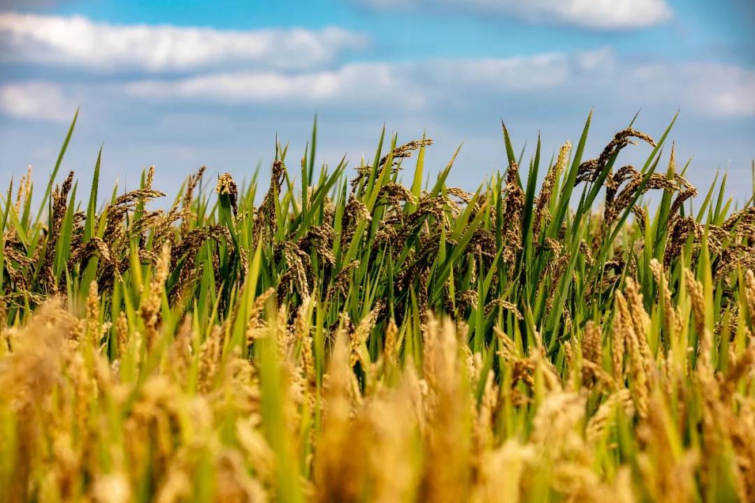 八一勋章工资多少,解读军人荣誉与待遇,八一勋章获得者待遇揭秘,军人荣誉与工资待遇详解