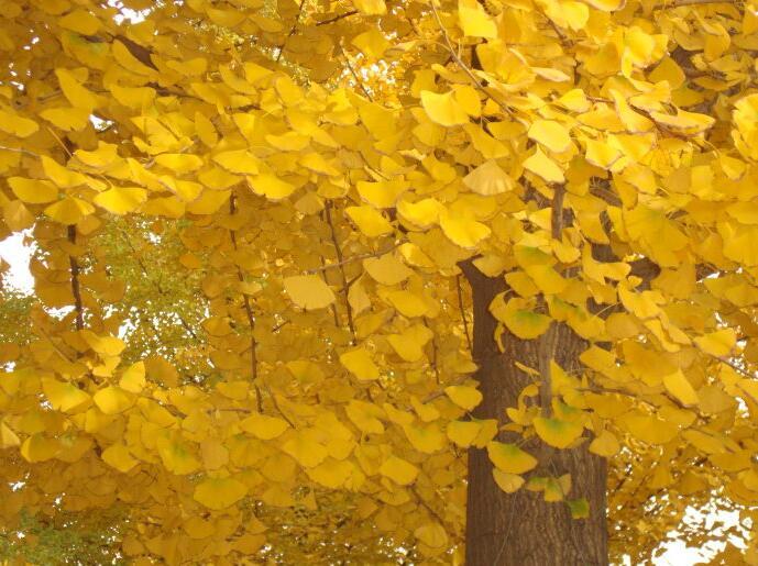 志愿军军歌原响，时代的旋律与精神的传承，志愿军军歌回响，时代旋律与精神的传承