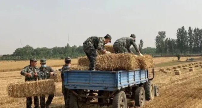 肖思远偷偷收麦子的故事,勤劳与智慧的交织,勤劳与智慧,肖思远秘密收割麦子的故事