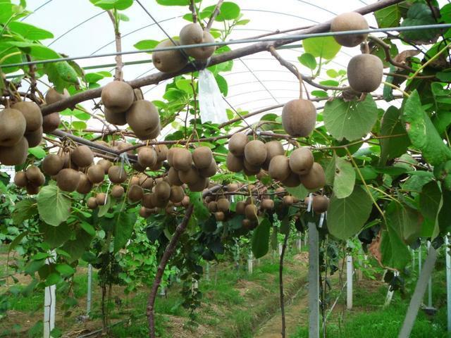 新澳门一码一肖一特一中水果爷爷的独特故事,澳门水果爷爷的独特故事,一码一肖一特一中传奇