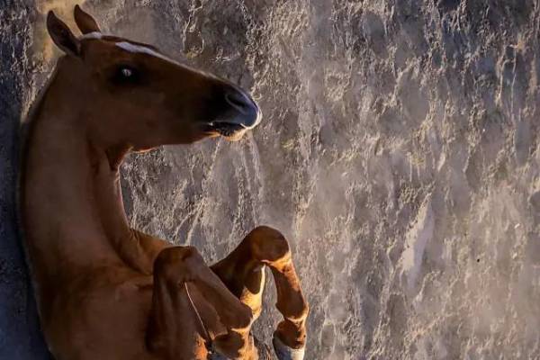 王中王四不像中一肖，探索神秘现象背后的真相，揭开神秘面纱，王中王四不像中的真相探索