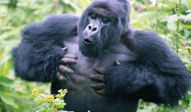 大猩猩的睾丸与人类的睾丸，生物学视角下的比较与探讨，大猩猩与人类睾丸的生物学比较与探讨