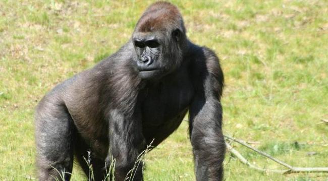 大猩猩的睾丸与人类的睾丸,生物学视角下的比较与探讨,大猩猩与人类睾丸的生物学比较与探讨