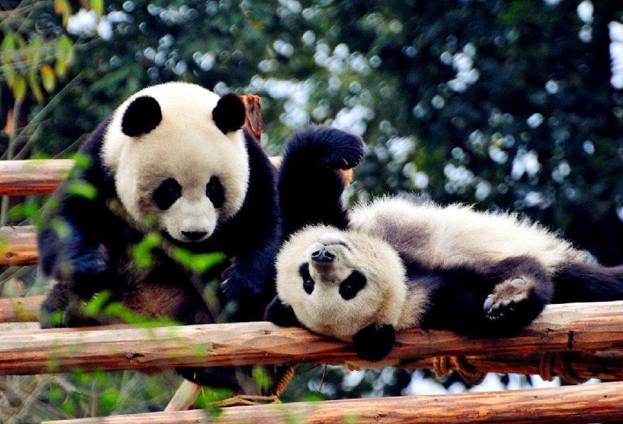 中国人民武装警察部队特种警察学院的录取批次解析,中国人民武装警察部队特种警察学院录取批次详解