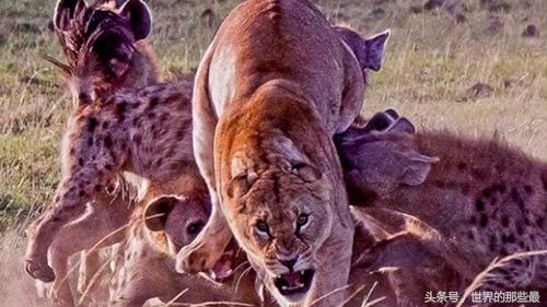 撞击虎,探寻神秘力量的起源与影响,探寻神秘力量之源,撞击虎及其影响探究