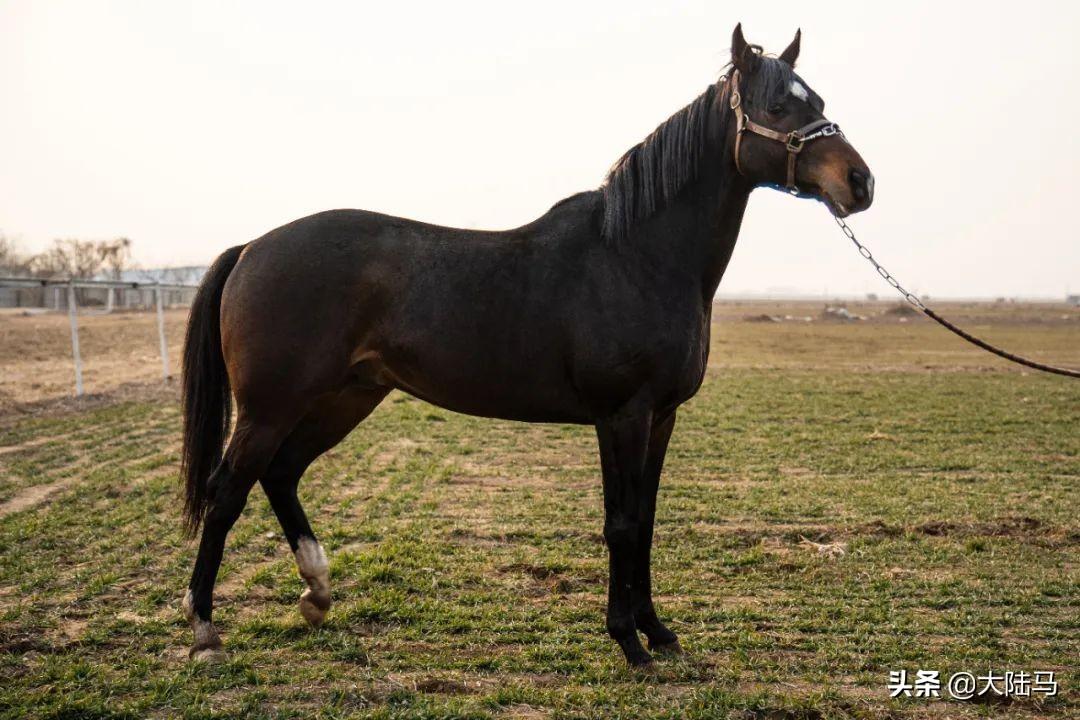 影响分析（或后续影响分析）