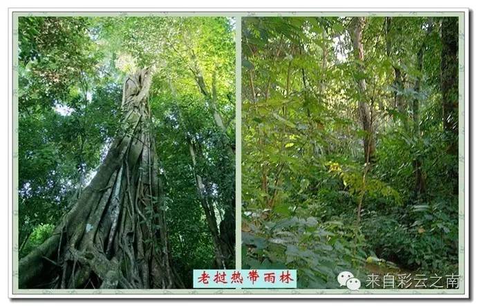 丛林女兵,揭示女性力量的国语影视佳作免费赏析,丛林女兵,女性力量的影视佳作免费赏析