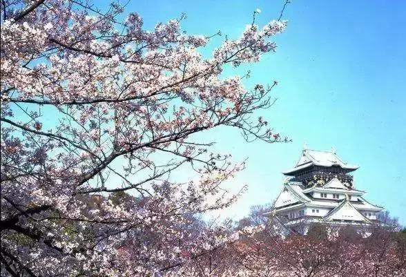 揭秘十五军为何被称为千岁军,揭秘十五军为何被誉为千岁军的历史与荣耀