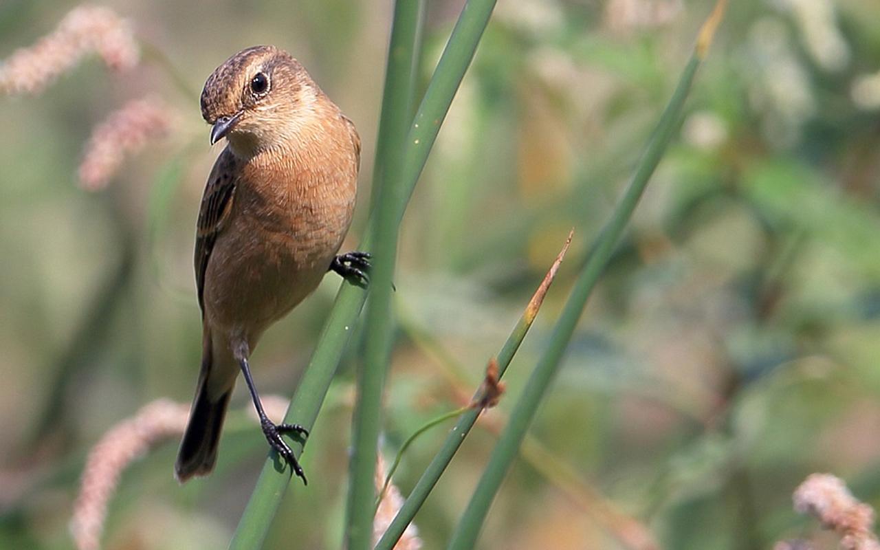 福建台湾局势，历史、现状与未来展望，福建台湾局势，历史沿革、现状解读与未来展望