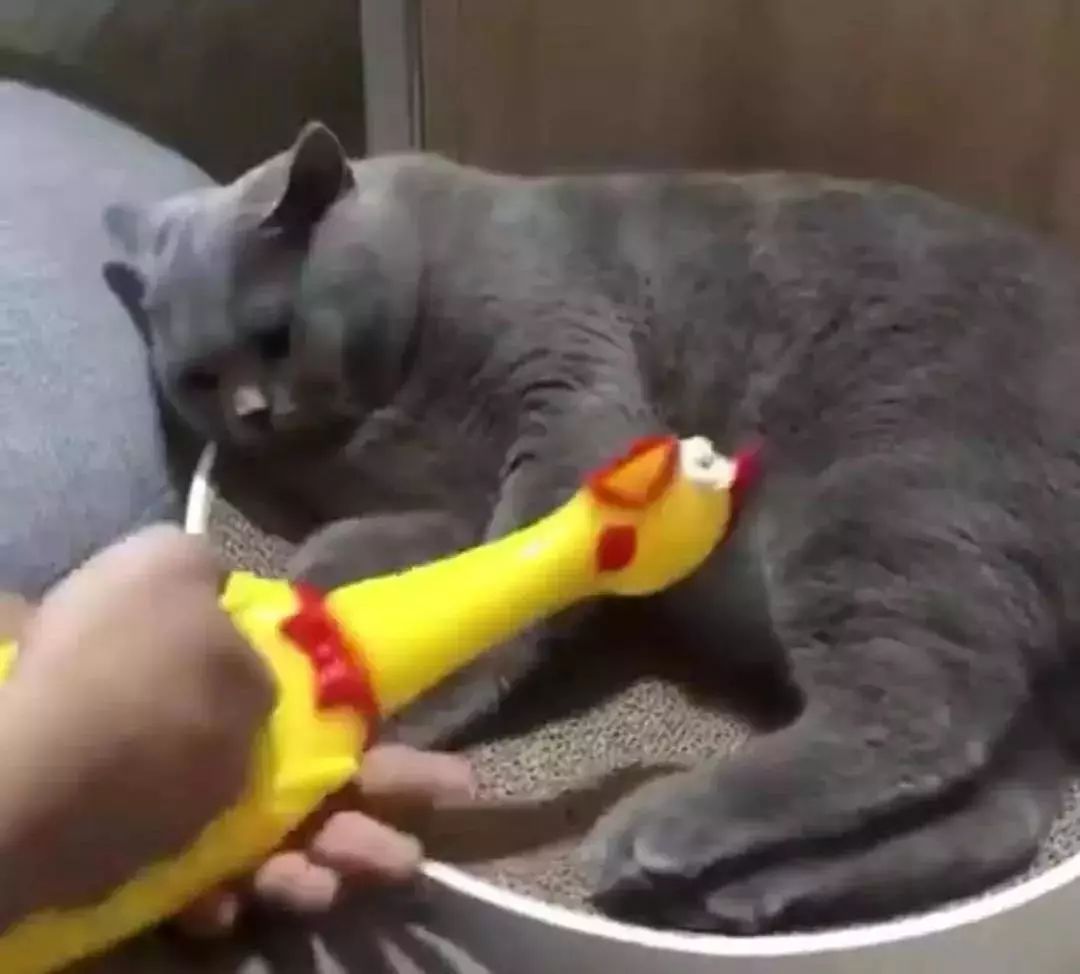 今天也要加油鸭，电脑壁纸的力量与生活的热情，电脑壁纸激发的生活热情，每日加油的励志力量