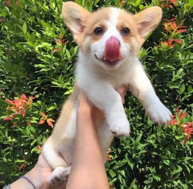 猪狗同行王中王打一肖，一种独特的文化符号与生肖解读，猪狗同行王中王与生肖解读，独特的文化符号探究