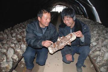 陕西省彬州市龙高镇龙马村最新新闻消息，陕西省彬州市龙高镇龙马村最新动态报道