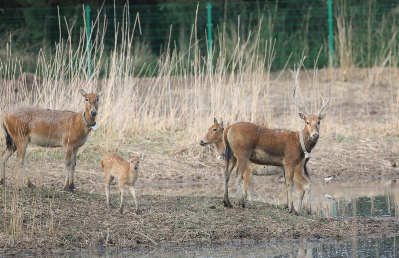 白小姐四不像王中王一肖,神秘传奇与探索,白小姐四不像王中王一肖,神秘传奇的探秘之旅