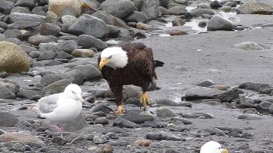 直-20与中国军事现代化,与美国军事装备的对比视角,直-20与中国军事现代化,与美国军事装备的对比分析