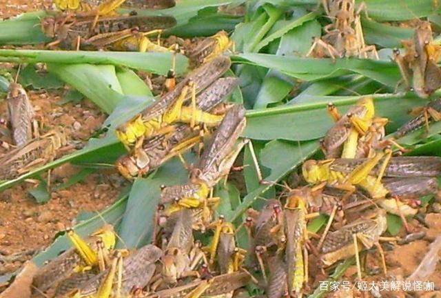 世界新闻头条最新消息，蝗虫入侵的威胁与挑战，全球蝗虫入侵威胁与挑战，最新头条新闻分析