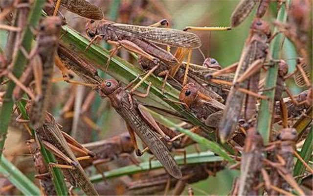 世界新闻头条最新消息,蝗虫入侵的威胁与挑战,全球蝗虫入侵威胁与挑战,最新头条新闻分析