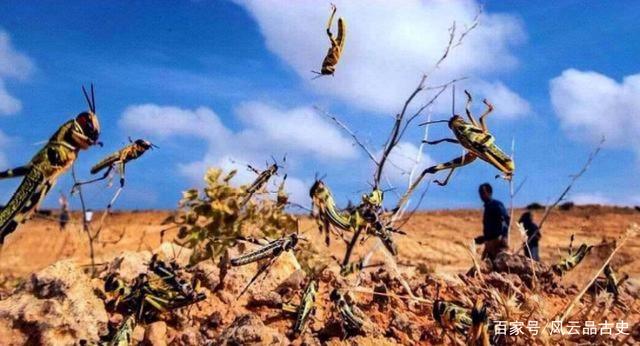 世界新闻头条最新消息,蝗虫入侵的威胁与挑战,全球蝗虫入侵威胁与挑战,最新头条新闻分析