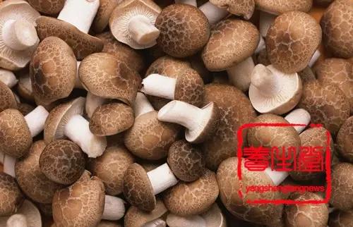 香菇最忌讳的三种食物,营养搭配的禁忌与解析,香菇搭配禁忌,三种食物与营养搭配解析