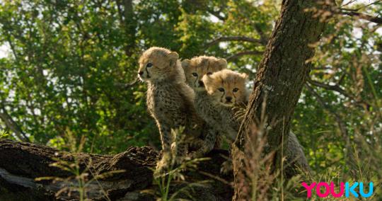 磁力狗,探索未知世界的神奇伙伴,磁力狗,未知世界的神奇探险伙伴