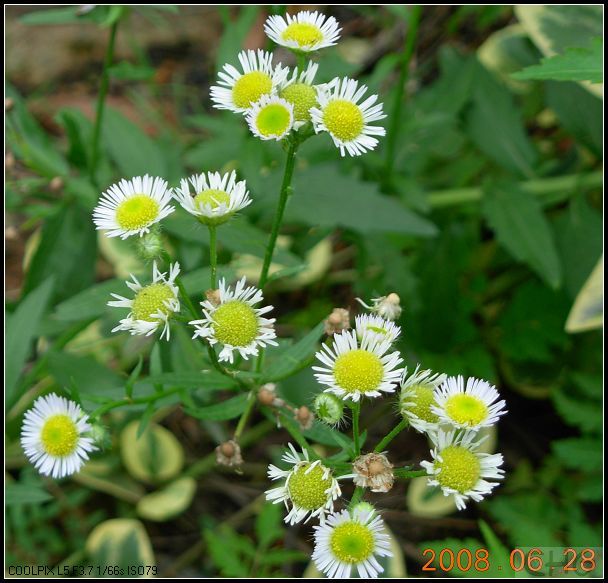 野花社区在线观看免费完整版,探索网络时代的文化绿洲,网络时代的文化绿洲,野花社区在线免费观看完整版探索