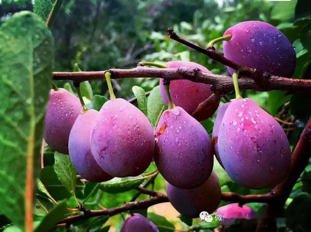 新澳门一码一肖一特一中水果爷爷的独特故事与传奇人生,澳门水果爷爷的独特故事与传奇人生,一码一肖一特一中的传奇经历