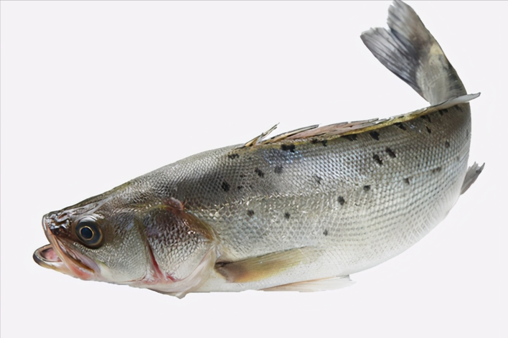 鲈鱼图片,探索鲈鱼的魅力与多彩世界,鲈鱼图片大赏,探索多彩鲈鱼世界的魅力