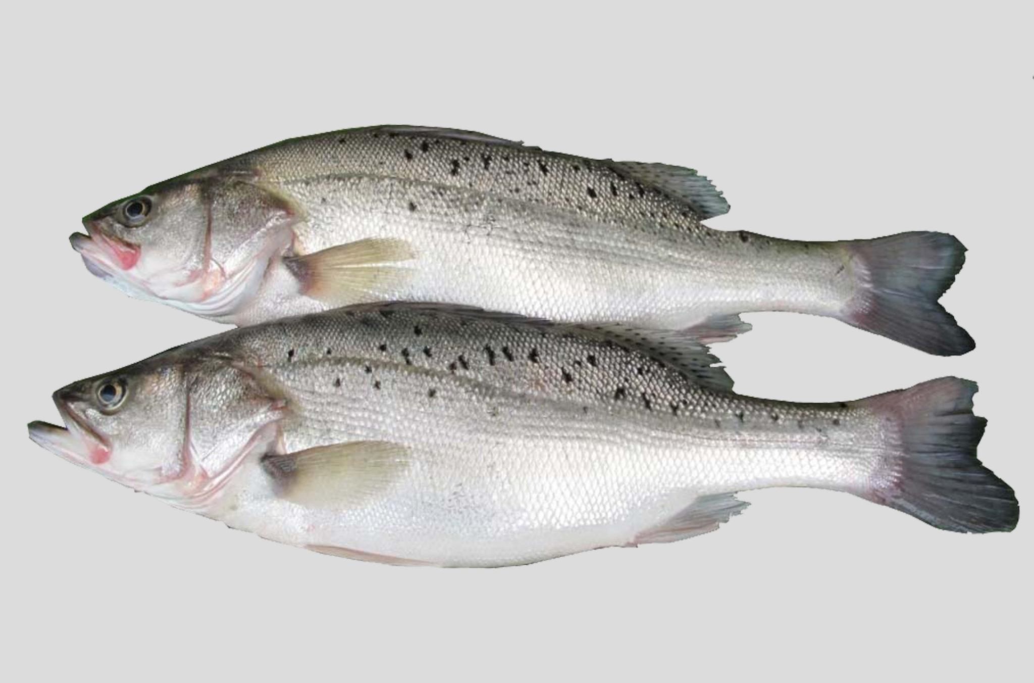 鲈鱼图片,探索鲈鱼的魅力与多彩世界,鲈鱼图片大赏,探索多彩鲈鱼世界的魅力