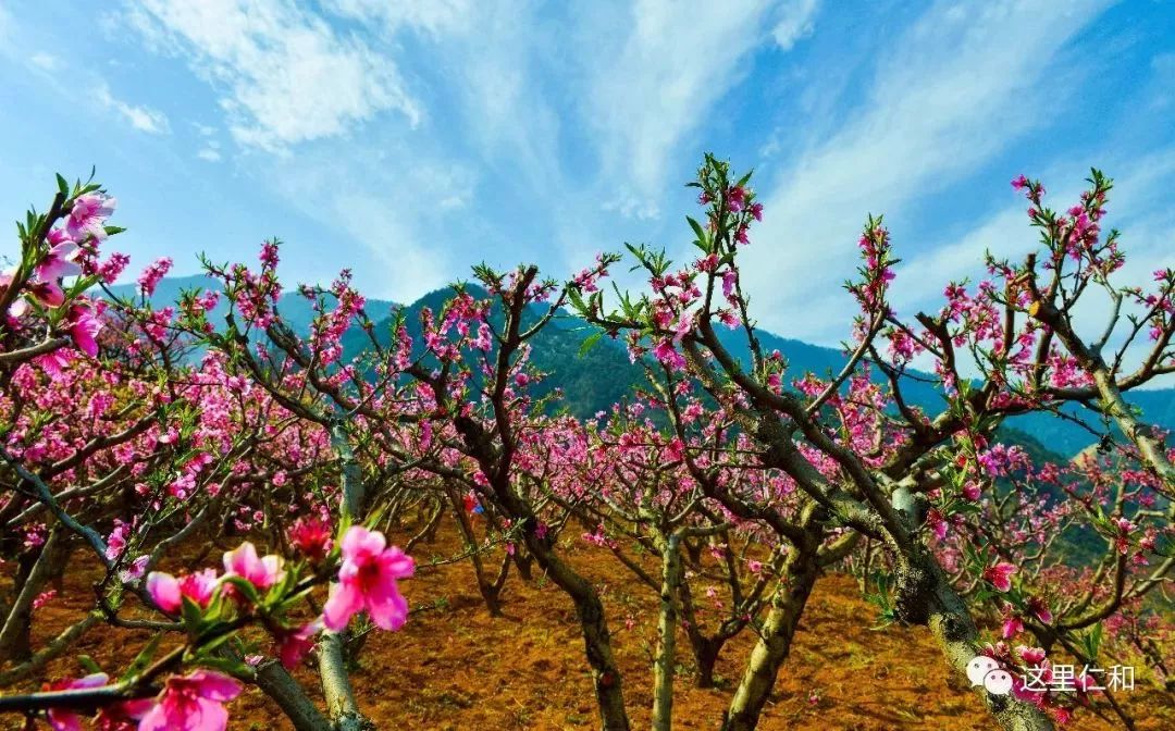 桃花降2,一场绚烂与哀愁的交织,桃花降2,绚烂与哀愁的交织之旅