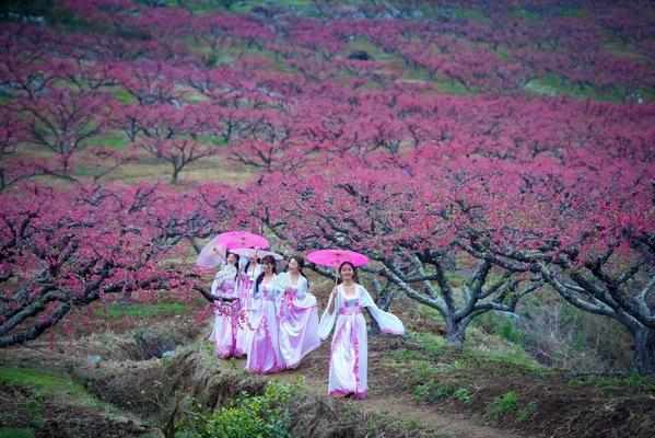 桃花降2,一场绚烂与哀愁的交织,桃花降2,绚烂与哀愁的交织之旅