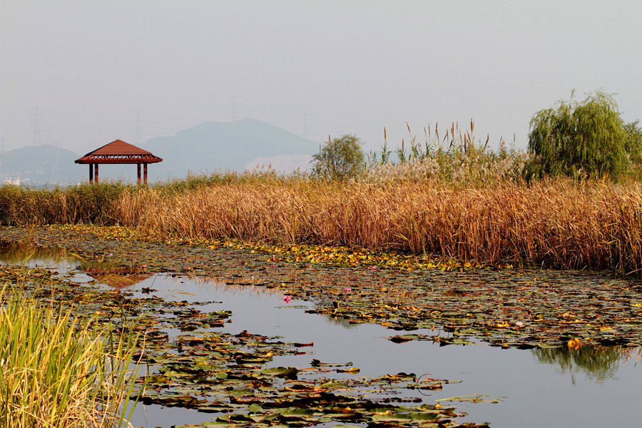 湿地公园景点介绍,湿地公园景点探秘,自然美景一览无余