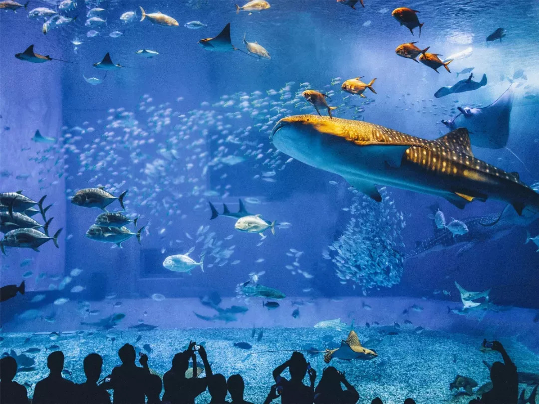 北京海洋馆门票购买攻略，如何买到便宜的门票？，北京海洋馆门票购买攻略，省钱购票指南