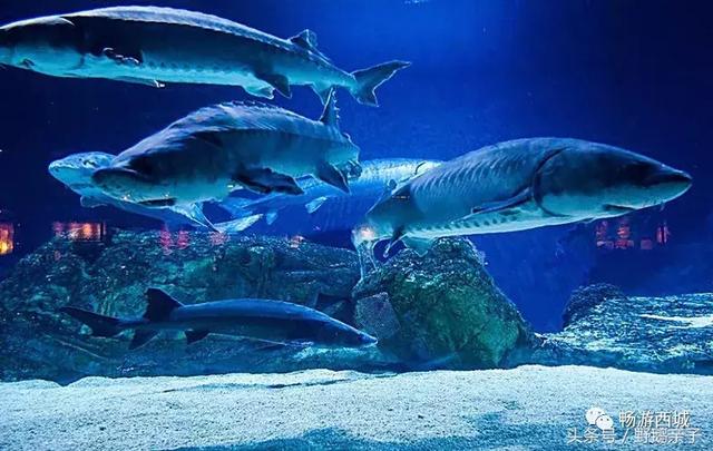 北京海洋馆门票购买攻略,如何买到便宜的门票?,北京海洋馆门票购买攻略,省钱购票指南